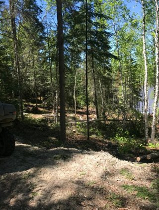 Wooded area