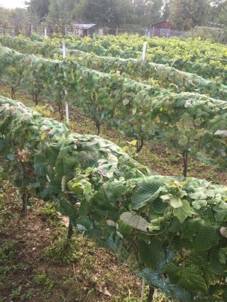 Terre/Terrain