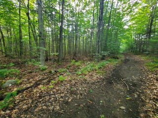 Terre à bois