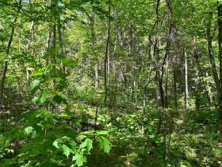 Wooded area