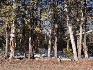 Land/Lot
