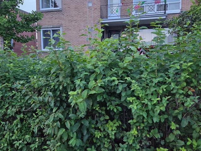 9101 Boul. St-Michel