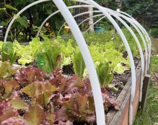 Jardin