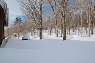 Wooded area