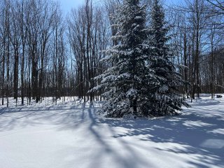 Wooded area