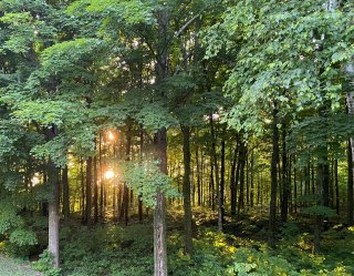 Wooded area