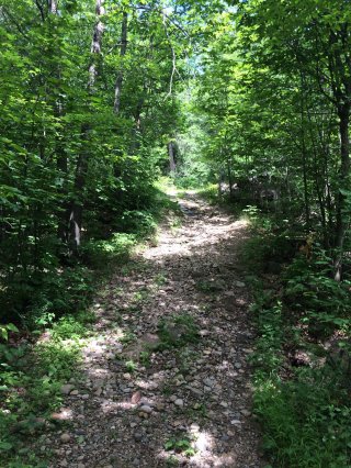 Wooded area