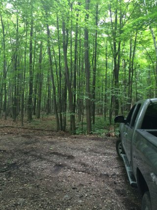 Woodland