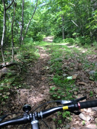 Wooded area