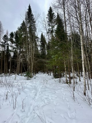 Terre à bois