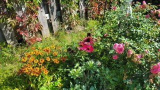 Jardin